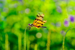 Brown-spottet Yellow Wing Dragonfly, Celithemis eponina Brown-spottet Yellow Wing Dragonfly, Celithemis eponina